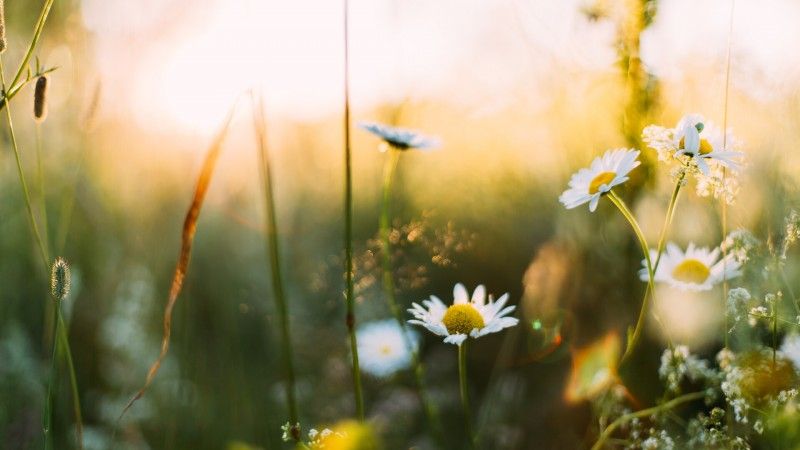 A Special Pastoral Word