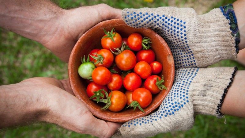 Food Insecurity and How We Can Help